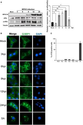 Critical role of G3BP1 in bovine parainfluenza virus type 3 (BPIV3)-inhibition of stress granules formation and viral replication
